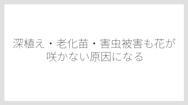 深植え・老化苗・害虫被害も花が咲かない原因になる