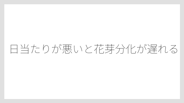 日当たりが悪いと花芽分化が遅れる