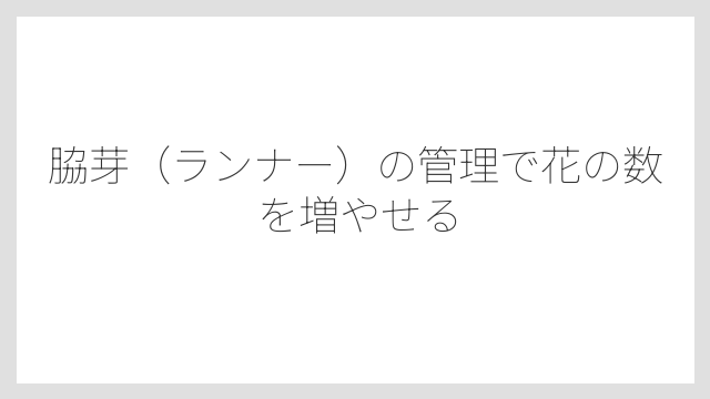 脇芽（ランナー）の管理で花の数を増やせる