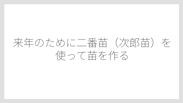 来年のために二番苗（次郎苗）を使って苗を作る