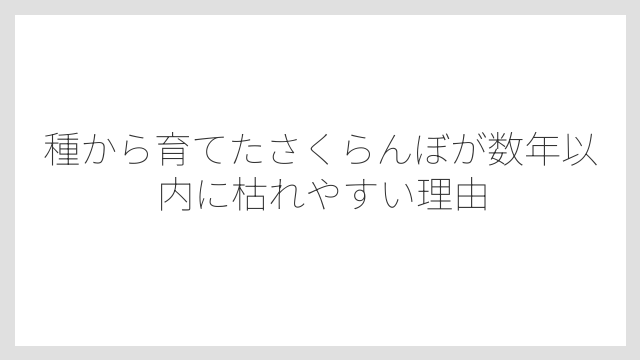 種から育てたさくらんぼが数年以内に枯れやすい理由