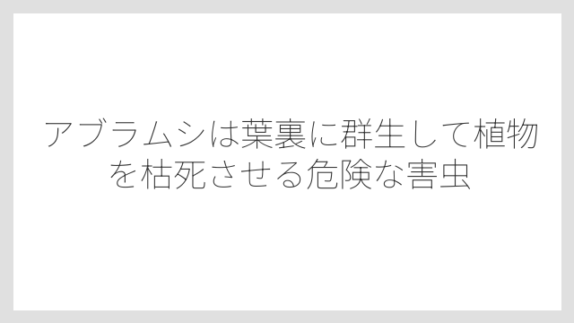 アブラムシは葉裏に群生して植物を枯死させる危険な害虫