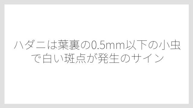 ハダニは葉裏の0.5mm以下の小虫で白い斑点が発生のサイン