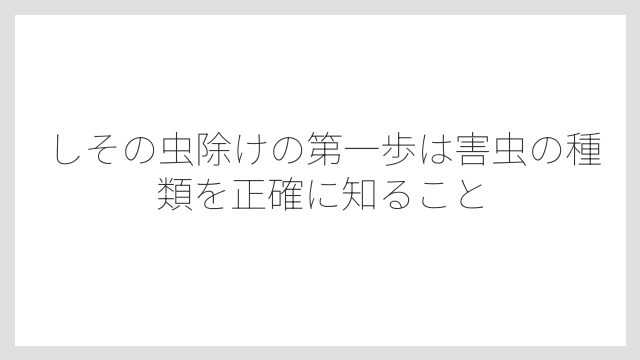 しその虫除けの第一歩は害虫の種類を正確に知ること