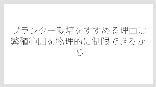 プランター栽培をすすめる理由は繁殖範囲を物理的に制限できるから