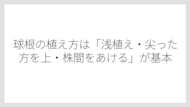 球根の植え方は「浅植え・尖った方を上・株間をあける」が基本