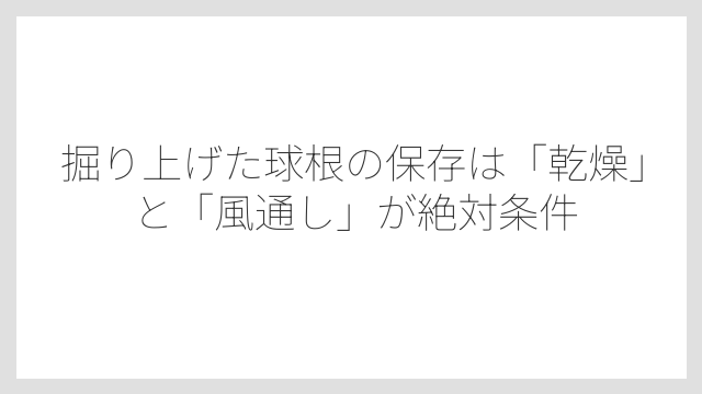 掘り上げた球根の保存は「乾燥」と「風通し」が絶対条件