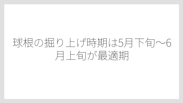 球根の掘り上げ時期は5月下旬〜6月上旬が最適期