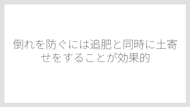 倒れを防ぐには追肥と同時に土寄せをすることが効果的