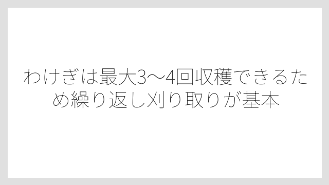 わけぎは最大3〜4回収穫できるため繰り返し刈り取りが基本