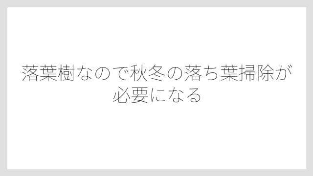 落葉樹なので秋冬の落ち葉掃除が必要になる