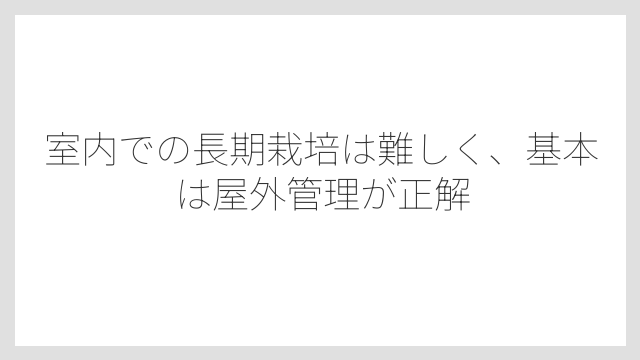 室内での長期栽培は難しく、基本は屋外管理が正解