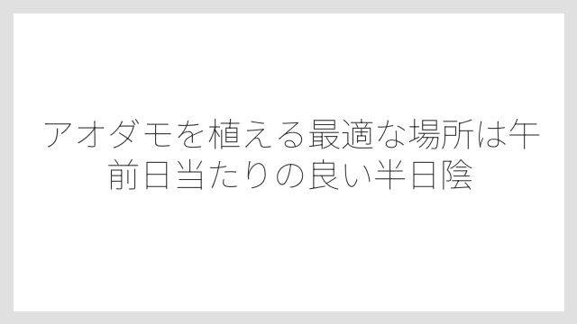 アオダモを植える最適な場所は午前日当たりの良い半日陰