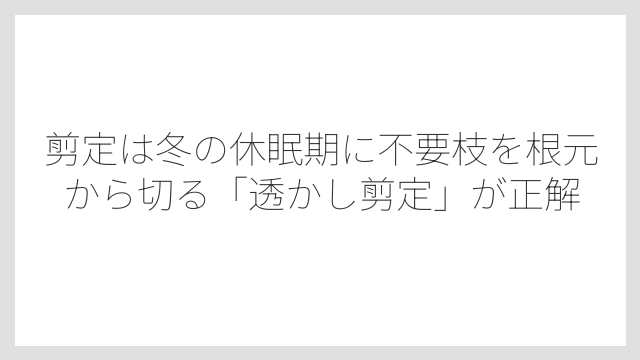 剪定は冬の休眠期に不要枝を根元から切る「透かし剪定」が正解