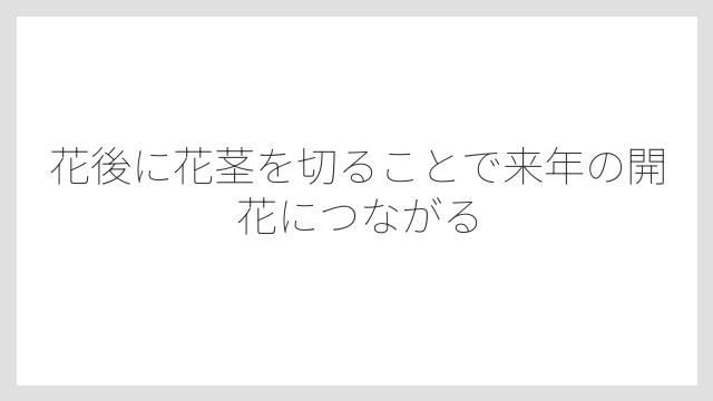 花後に花茎を切ることで来年の開花につながる