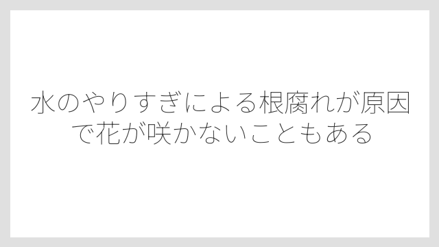 水のやりすぎによる根腐れが原因で花が咲かないこともある
