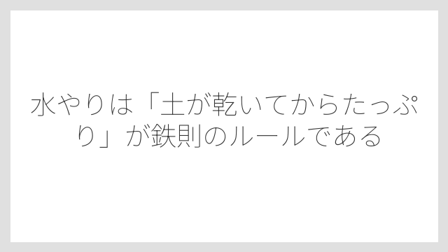 水やりは「土が乾いてからたっぷり」が鉄則のルールである