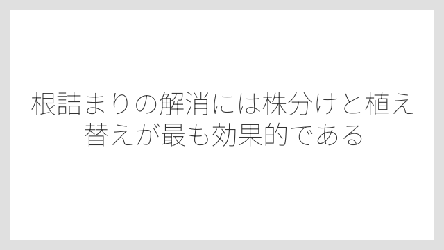 根詰まりの解消には株分けと植え替えが最も効果的である