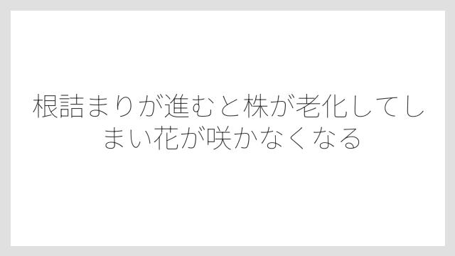 根詰まりが進むと株が老化してしまい花が咲かなくなる