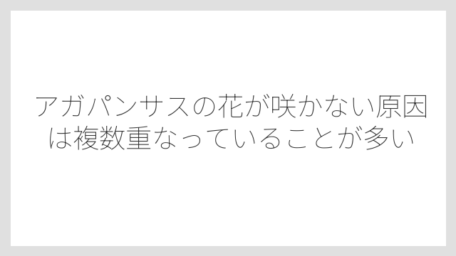 アガパンサスの花が咲かない原因は複数重なっていることが多い