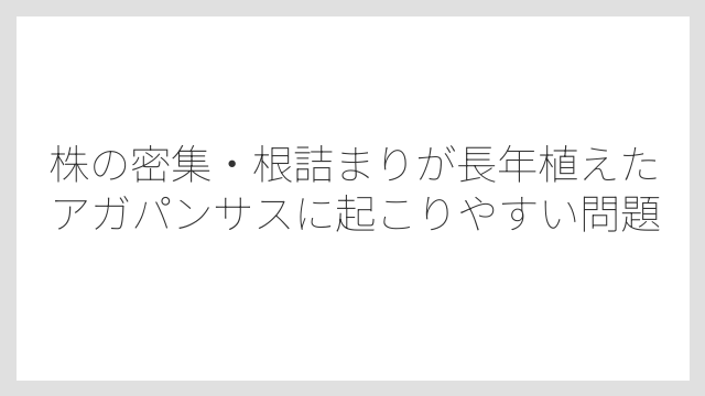 株の密集・根詰まりが長年植えたアガパンサスに起こりやすい問題