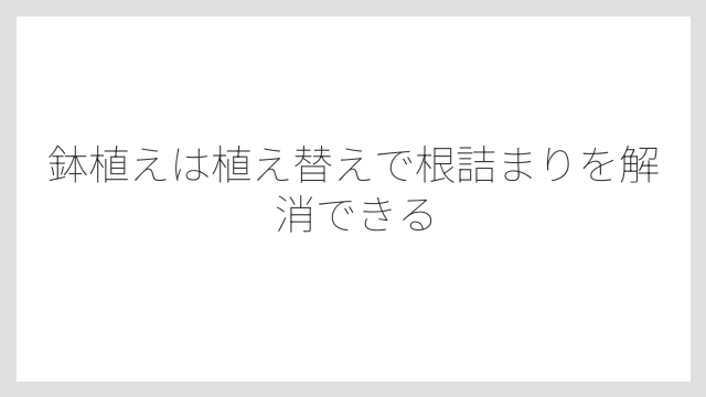 鉢植えは植え替えで根詰まりを解消できる