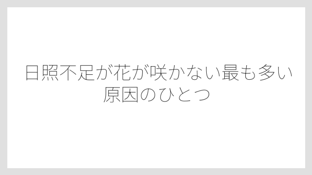日照不足が花が咲かない最も多い原因のひとつ
