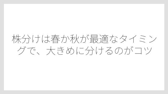 株分けは春か秋が最適なタイミングで、大きめに分けるのがコツ