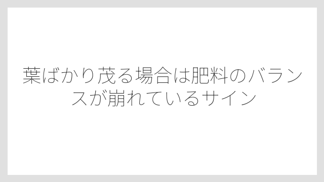 葉ばかり茂る場合は肥料のバランスが崩れているサイン