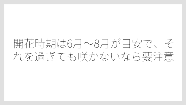 開花時期は6月〜8月が目安で、それを過ぎても咲かないなら要注意