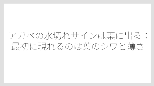 アガベの水切れサインは葉に出る：最初に現れるのは葉のシワと薄さ