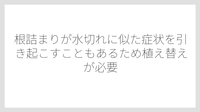 根詰まりが水切れに似た症状を引き起こすこともあるため植え替えが必要