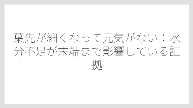 葉先が細くなって元気がない：水分不足が末端まで影響している証拠