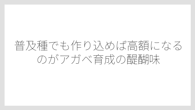 普及種でも作り込めば高額になるのがアガベ育成の醍醐味