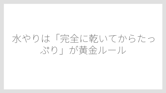 水やりは「完全に乾いてからたっぷり」が黄金ルール