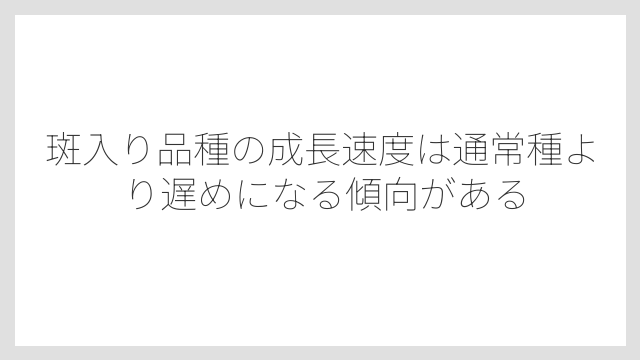 斑入り品種の成長速度は通常種より遅めになる傾向がある
