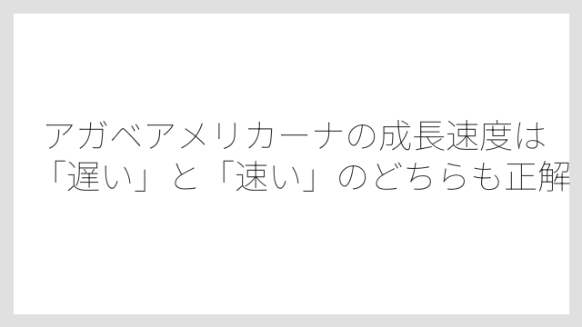 アガベアメリカーナの成長速度は「遅い」と「速い」のどちらも正解