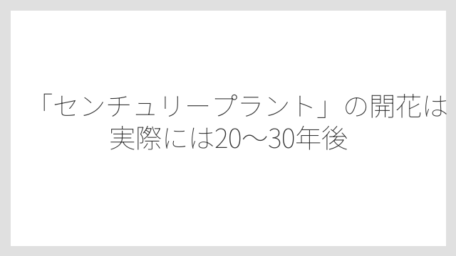 「センチュリープラント」の開花は実際には20〜30年後
