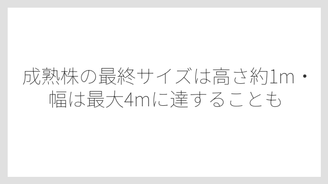 成熟株の最終サイズは高さ約1m・幅は最大4mに達することも