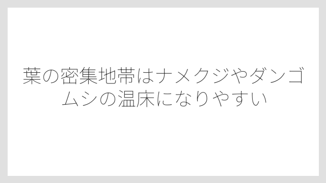 葉の密集地帯はナメクジやダンゴムシの温床になりやすい