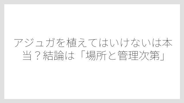 アジュガを植えてはいけないは本当？結論は「場所と管理次第」
