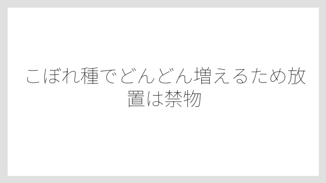 こぼれ種でどんどん増えるため放置は禁物