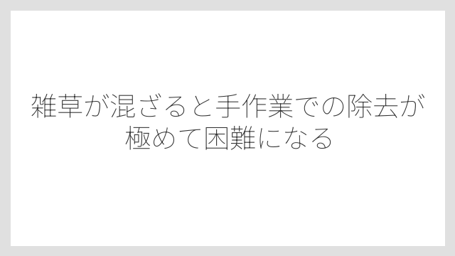 雑草が混ざると手作業での除去が極めて困難になる