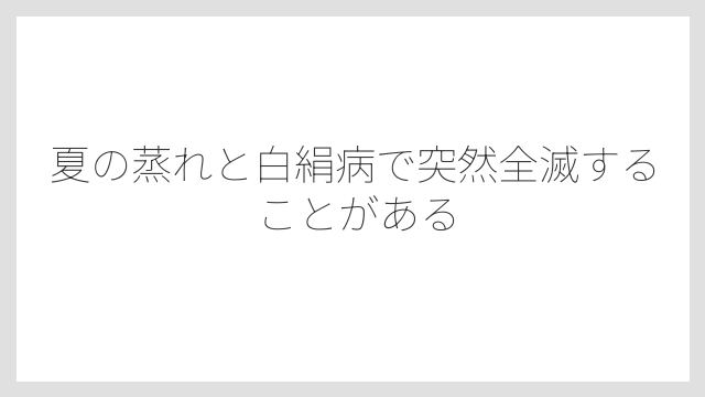 夏の蒸れと白絹病で突然全滅することがある