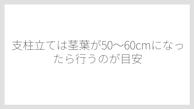 支柱立ては茎葉が50〜60cmになったら行うのが目安