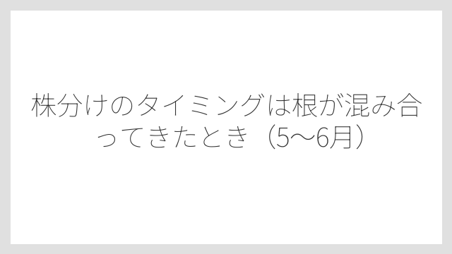 株分けのタイミングは根が混み合ってきたとき（5〜6月）