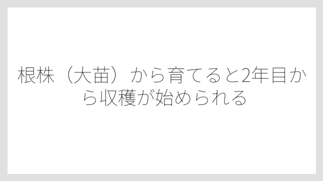 根株（大苗）から育てると2年目から収穫が始められる