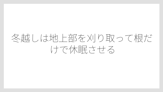 冬越しは地上部を刈り取って根だけで休眠させる