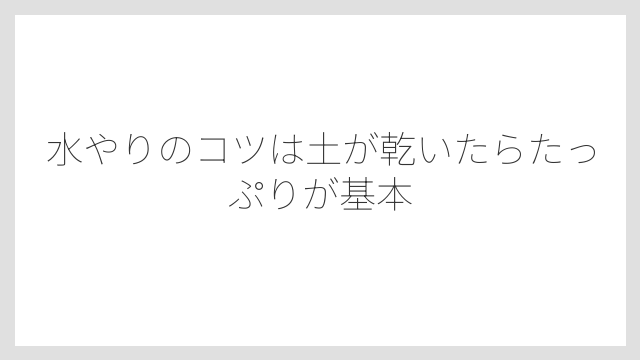 水やりのコツは土が乾いたらたっぷりが基本