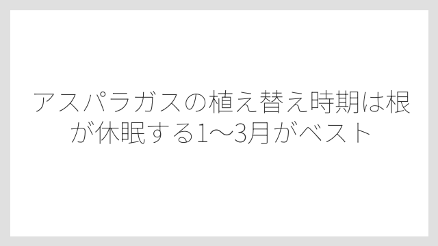 アスパラガスの植え替え時期は根が休眠する1〜3月がベスト